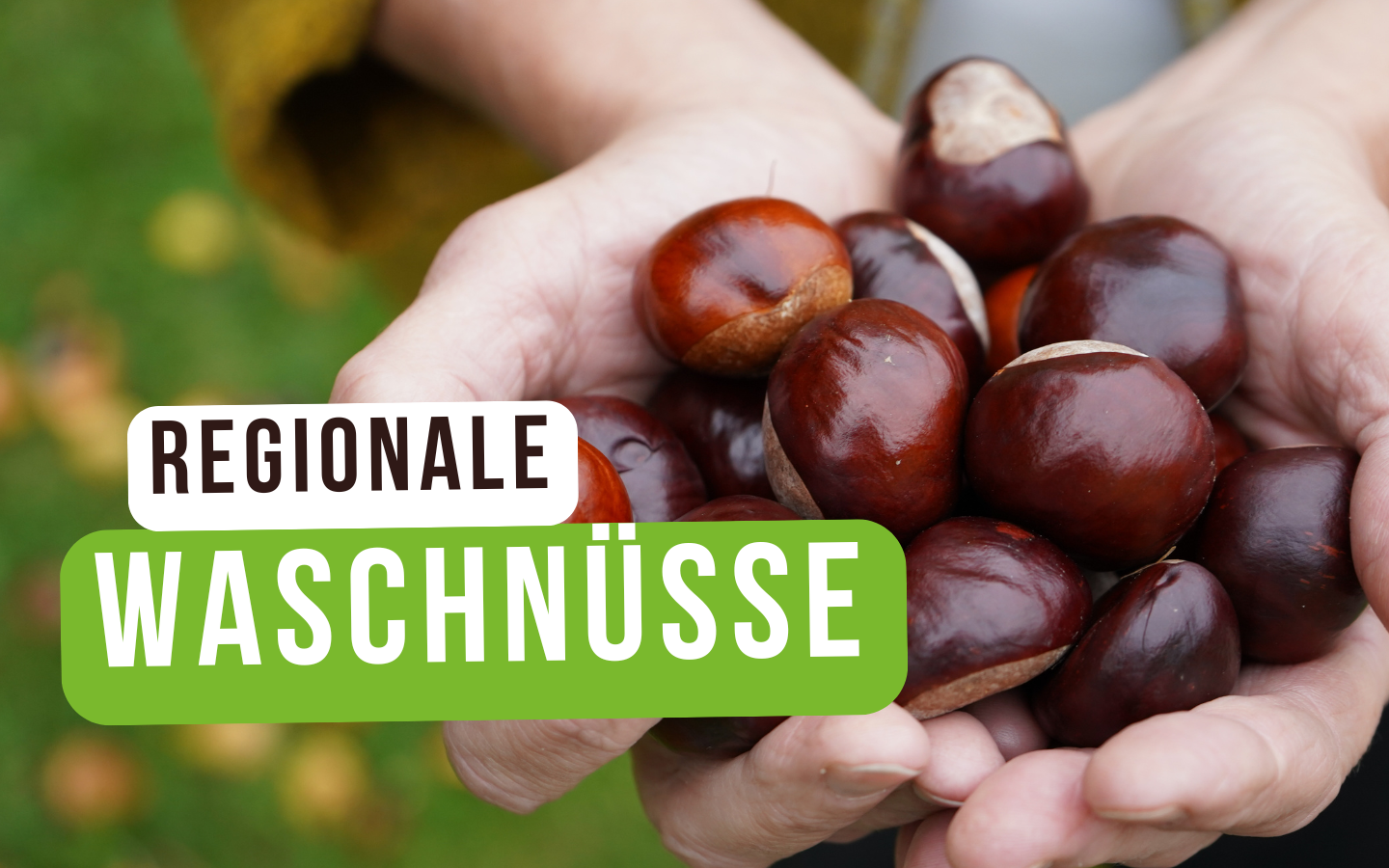 Geheimtipp im Herbst: Rosskastanien – die nachhaltige Alternative zu Waschnüssen