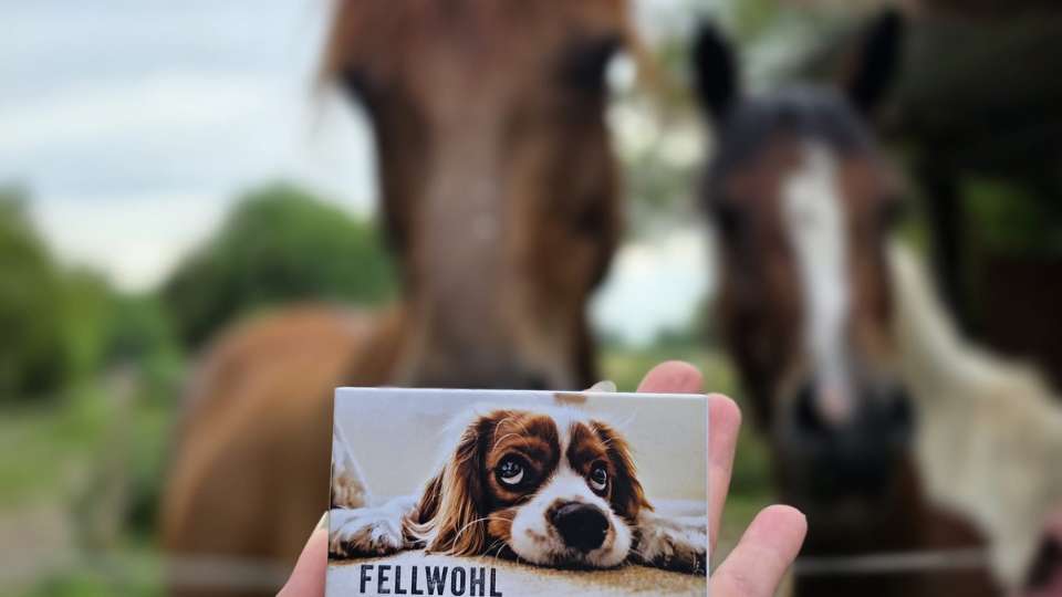 Fellwohl für Pferde gegen Kribelmücken